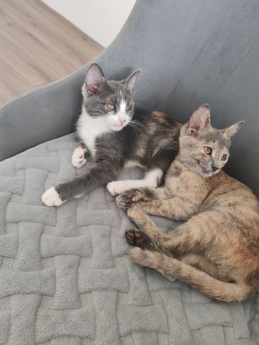 Котята даром в добрые руки