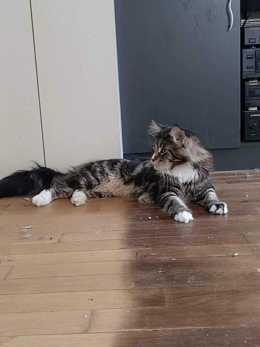 Котенца мейн куун