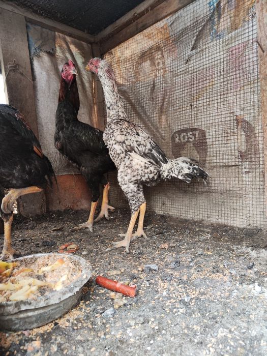 Петух бойцовый джужики