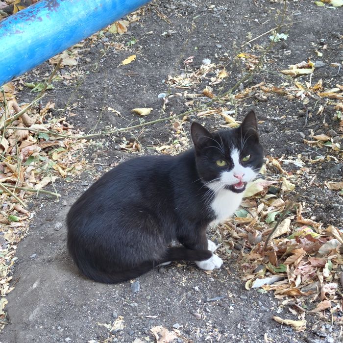 Кошка и котята уличные