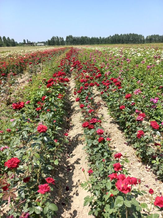 Atirgul ko'chatlari sotiladi