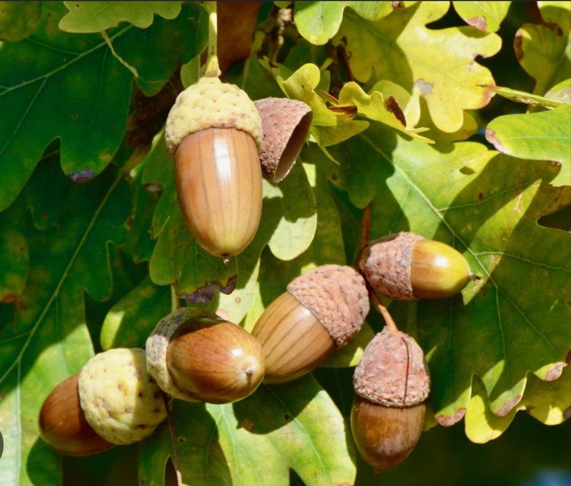 Eman daraxti urug'i, Eman, желуд, Dub,Dup, Narxi: 1kg-4000 so'm. Manz