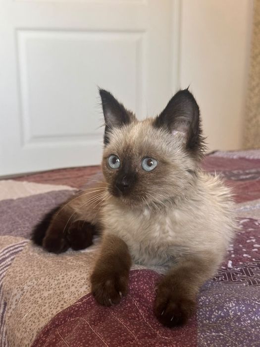 Котёнок сиамский девочка бесплатно