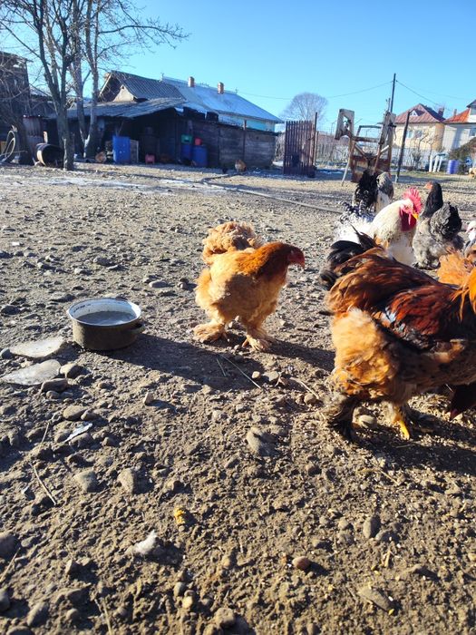 Vând găini și cocoși Cochinchina