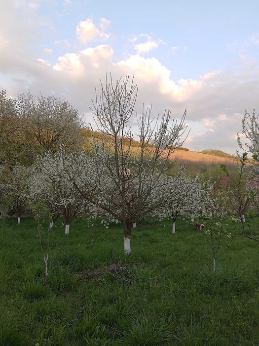 Vand casa noua cu 4300 mp intravilan, vie si livada bio la 45 min de Cluj