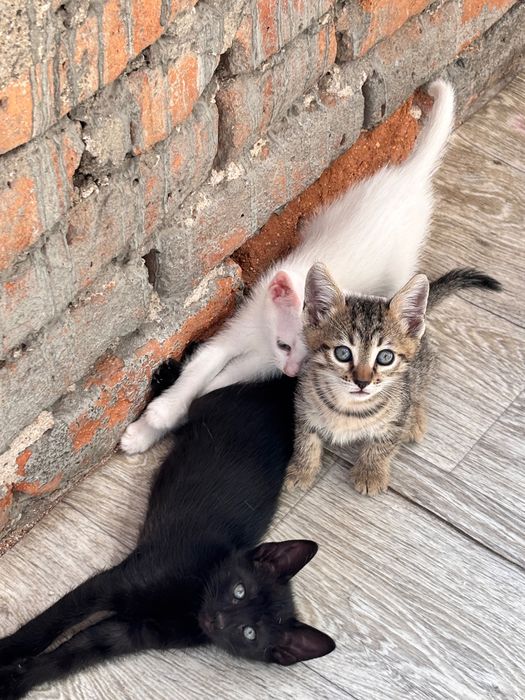Подарявам малки котенца