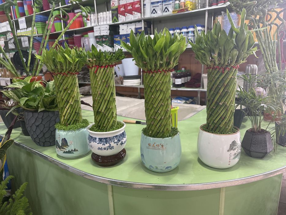 Живые и искусственные растения для дома и офиса от