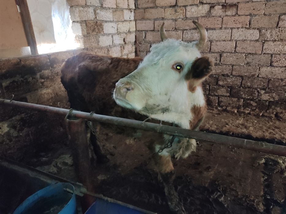 Буаз жас сиыр сатылады