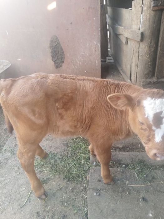 продам бычка, 1 месяц