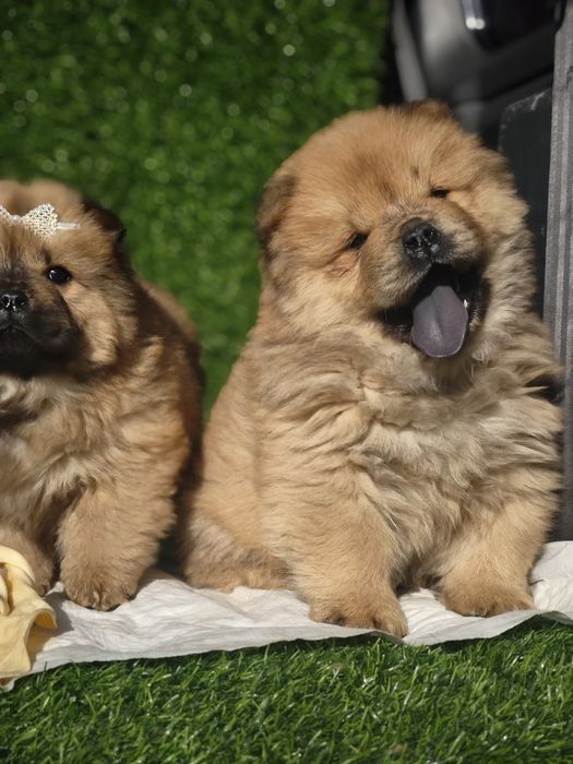 Очаровательные щенки Чау-чау