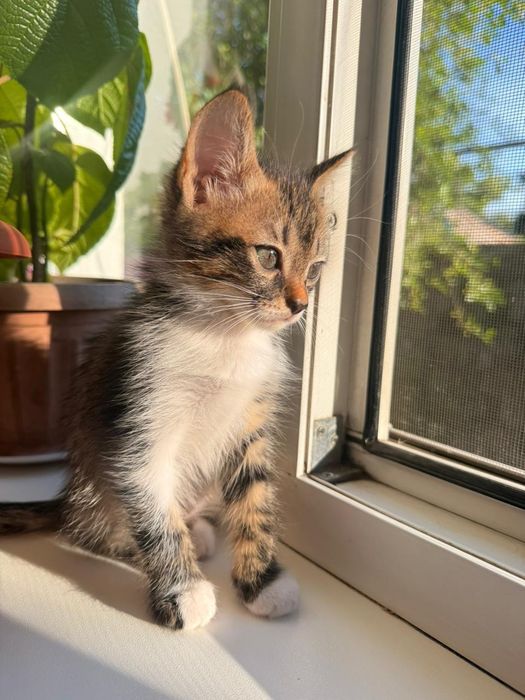 Отдам котенка девочка