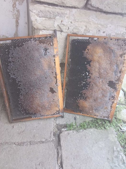 Пчелни рамки с мед ДБ