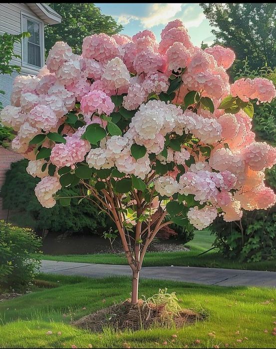 Hortensi de Tip Pomisor (10 Culori Disponibile )