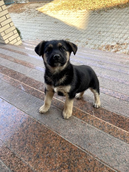 Щенки в хорошие руки