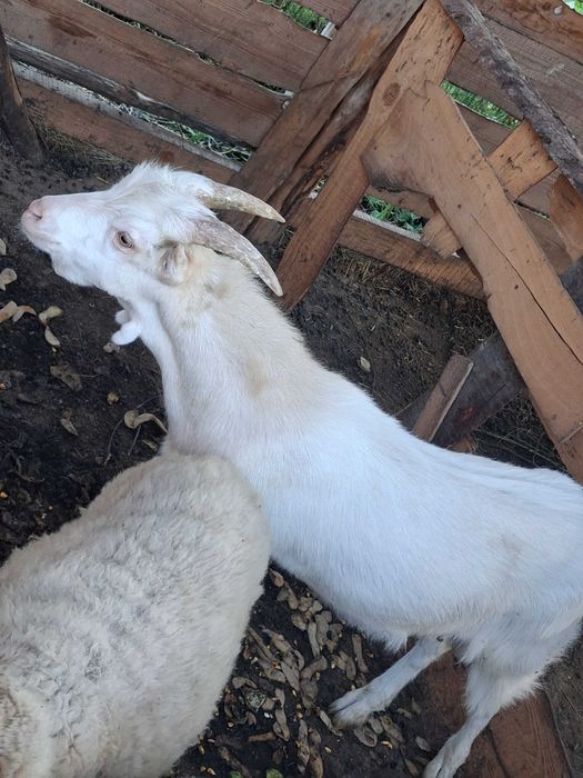 Hai sa va dau un țap de doar 4 luni arata inpecabil