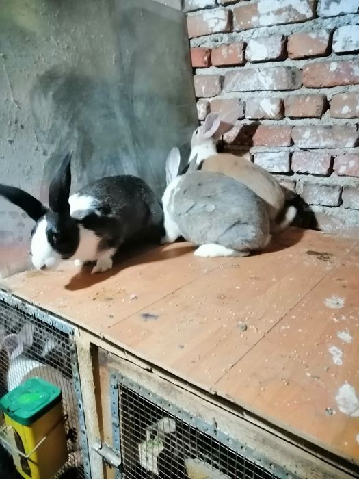 Vând iepuri hycol francez