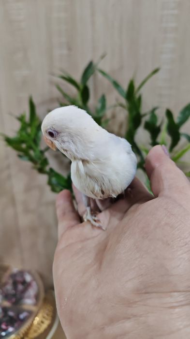 Продается птенец Неразлучника.