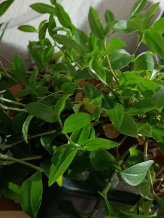 Цветы комнатные растения