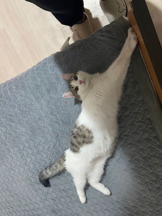 Отдам кошку в хорошие руки