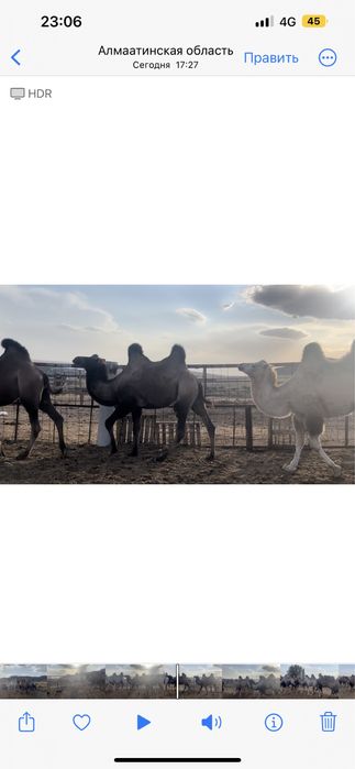 Верблюд продам (туие сатамыз )