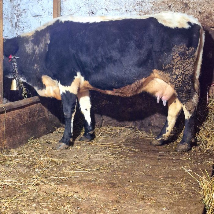 Vând vaca tânără cu lapte foarte bun de ținut