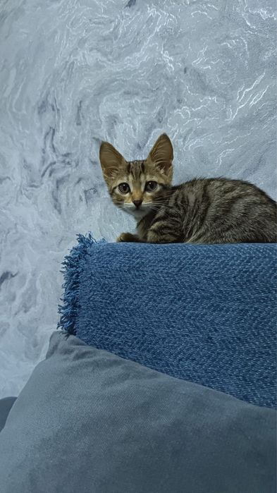 Котенок (девочка) в добрые руки