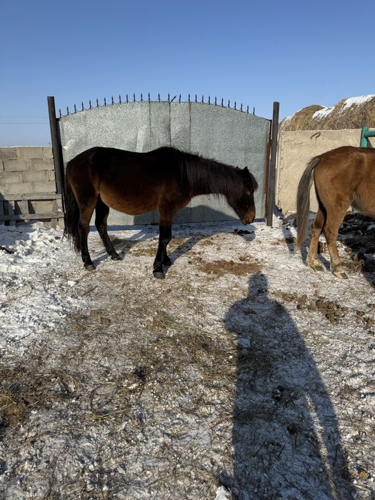 Продам кобыл жеребых