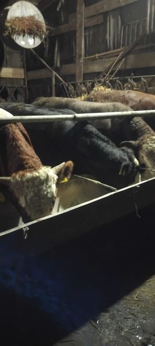 Vînd viței frumoşi