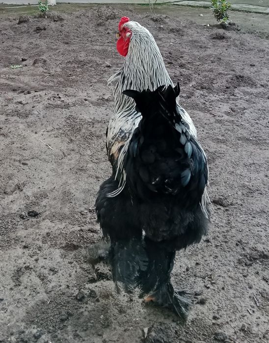 Петуx Брамма Хуроз зотли парранда