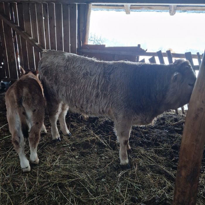 Tauras de lapte 6 luni