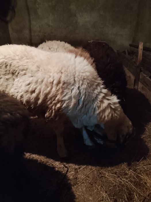 Қойлар сатылады саудасы бар