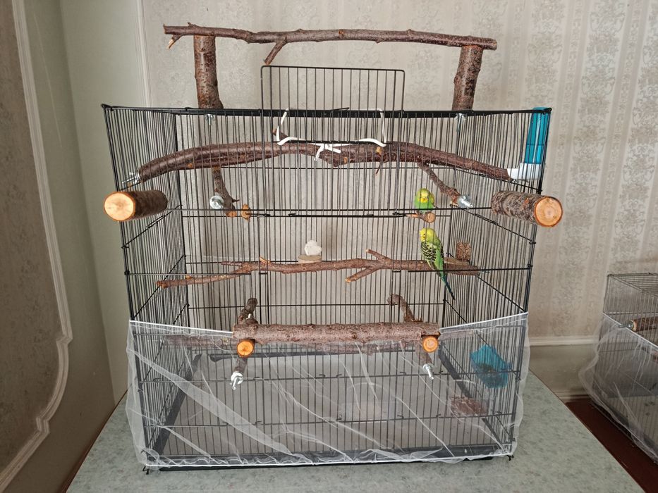 2 пары попугаев с клетками