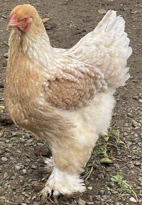 Ouă Brahma Uriaș