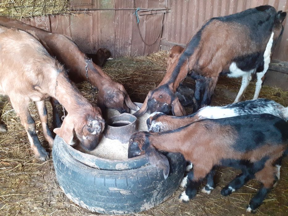 Iezi anglonubian și alpin francez