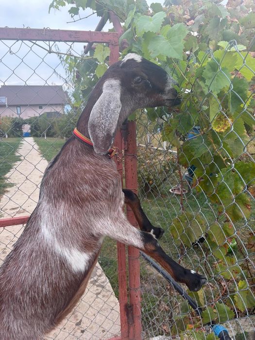 Țap si ieduța anglonubian