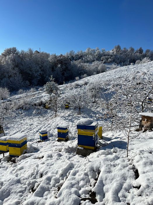 Пчелен манов мед