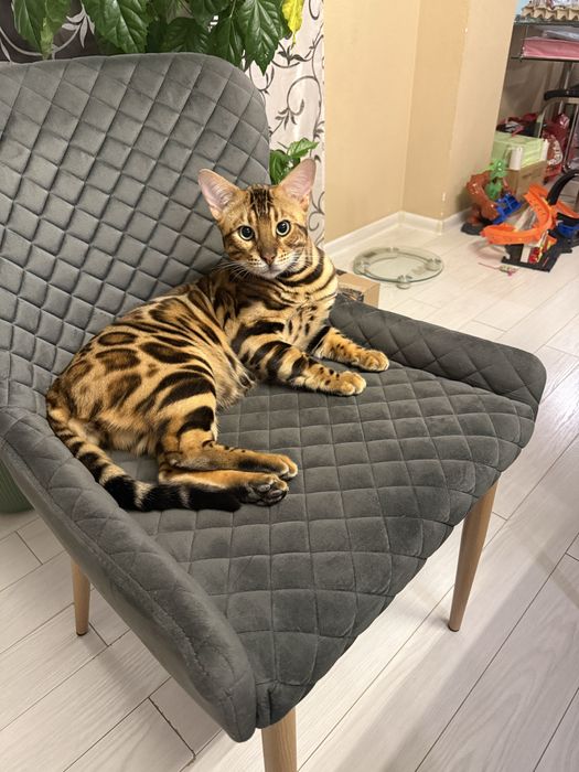 Бенгалски котета!