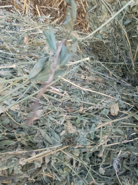 Vînd baloți de trifoi