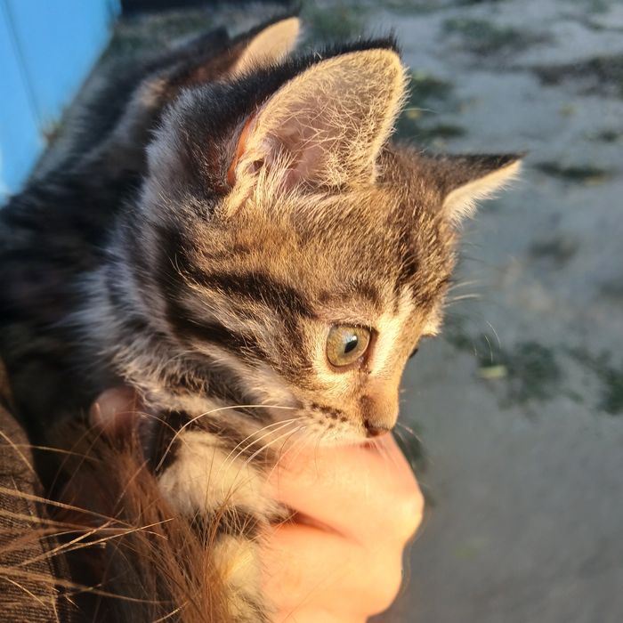 Отдам котят  две девочки
