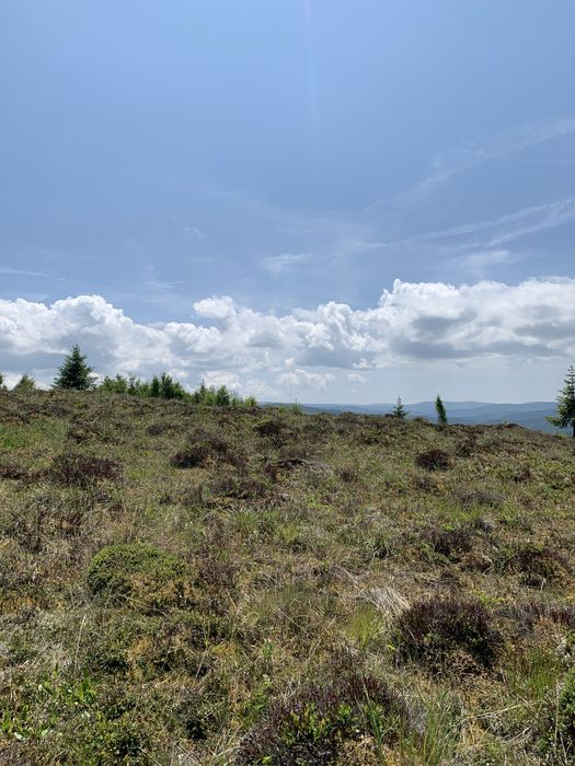 Teren in Maguri parcelabil la cerere
