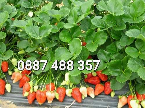 Продавам качествен разсад ягоди