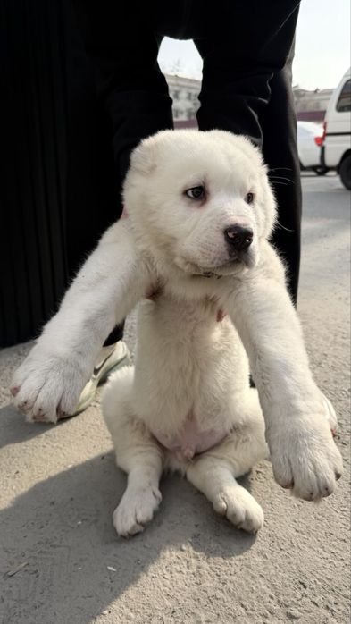 Щенок порода Алабай возраст 50дней