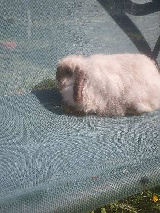 Berbec pitic cu păr lung (fuzzy lop)