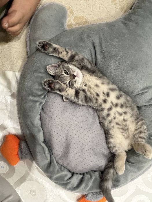 Милый котенек ищет добырй дом