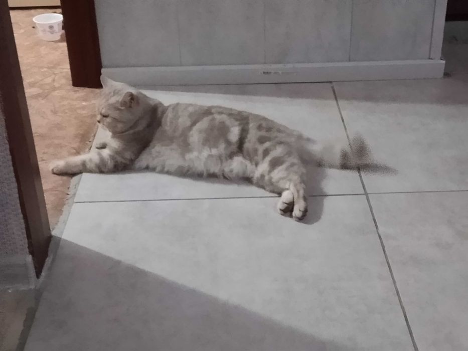 Кошечка ищет домик