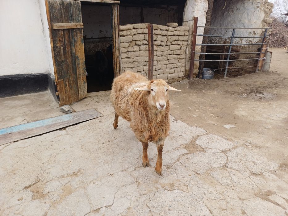 Семіз қошқар сатылады