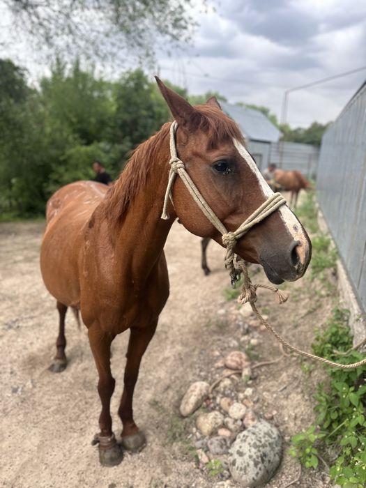 Буаз биелер     .