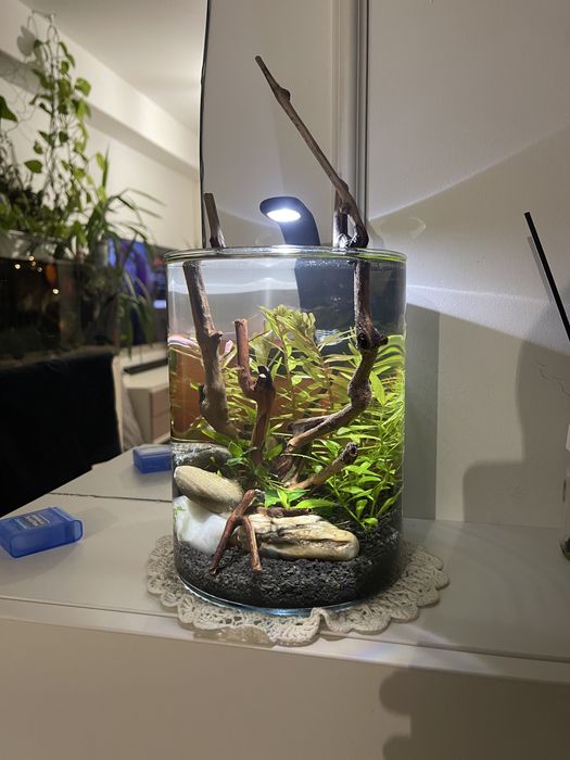 Acvariu/Vaza cu pesti Betta