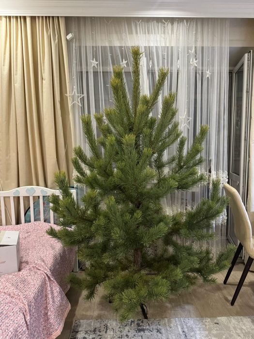 Живые елки сосна