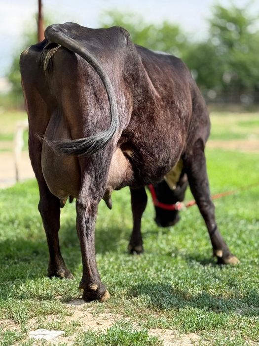 Сүтті ірі денелі бұзаулы сиыр